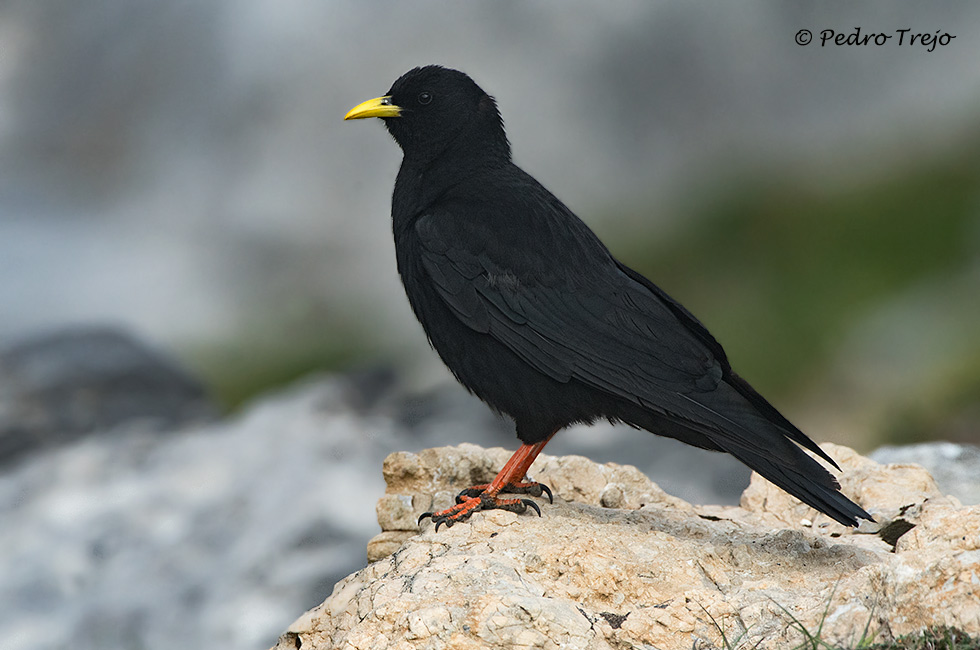 Chova piquigualda (Pyrrhocorax graculus)